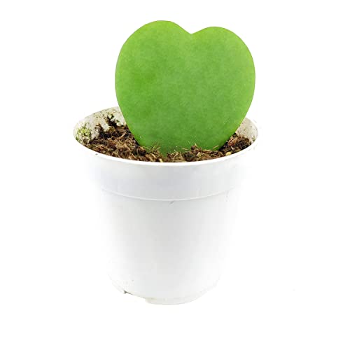 Hoya Kerrii Heart (4" Grower Pot) Heart Shaped Leaf Houseplant R155611