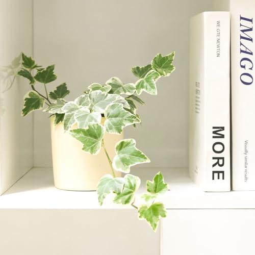 English Ivy (4" Pot) U8087