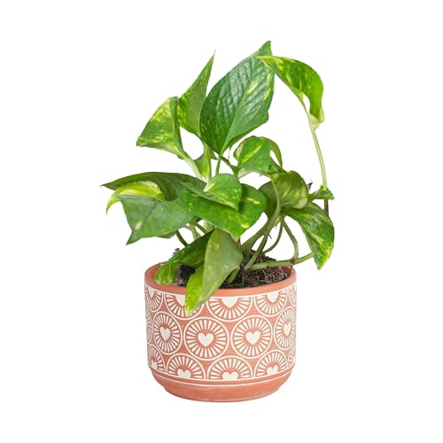 Live Pothos Plant Q55074