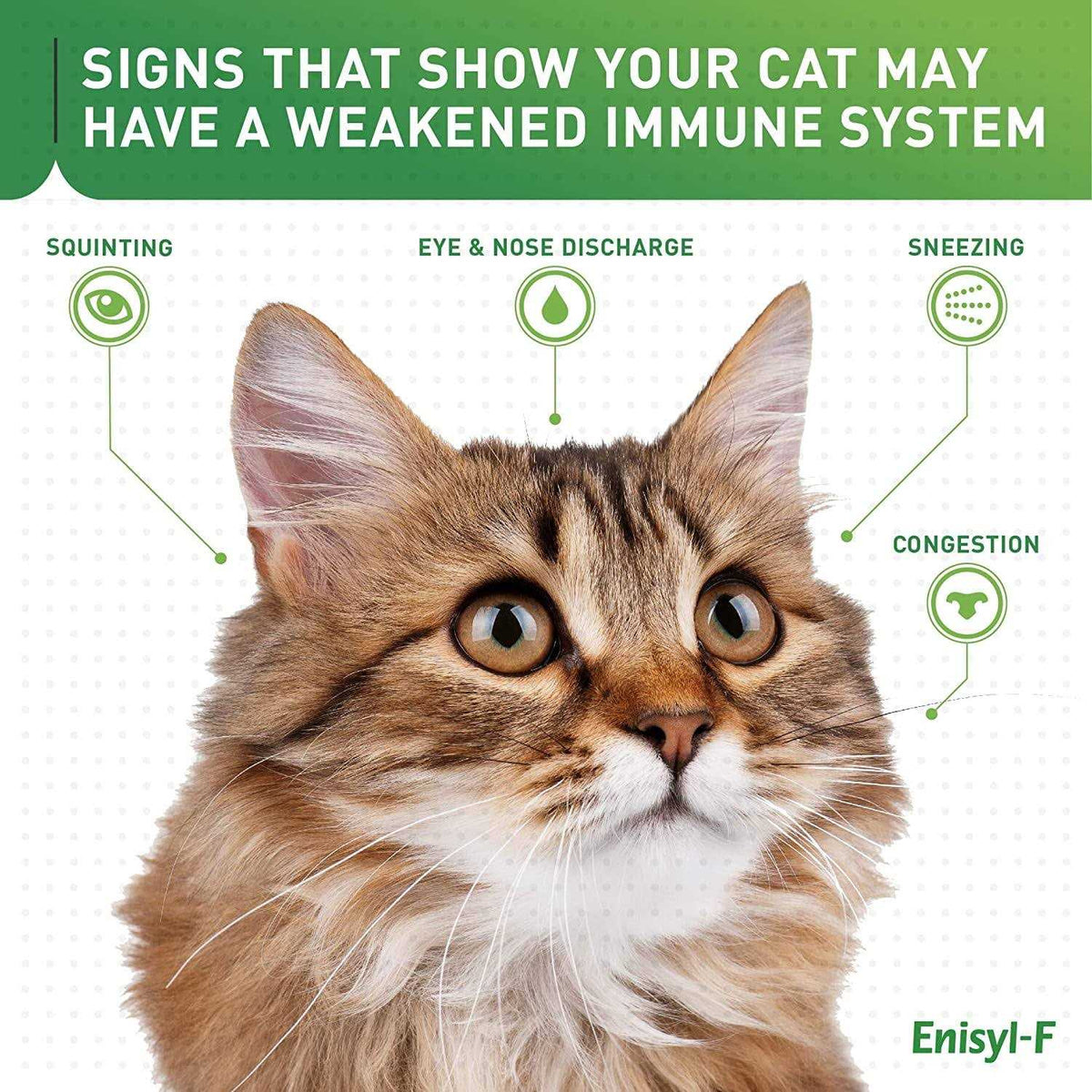 L-Lysine Chews for Cats Q80417