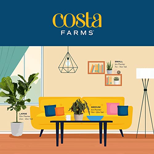 Live Pothos Plant Q55074