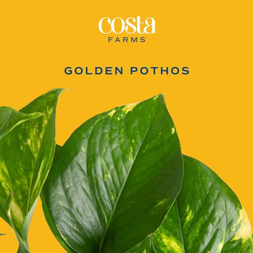 Live Pothos Plant Q55074
