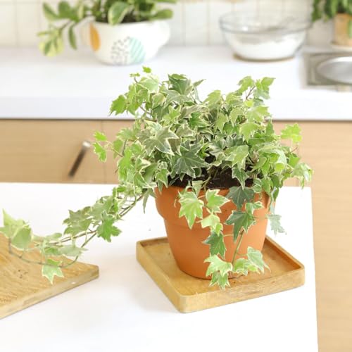 English Ivy (4" Pot) U8087