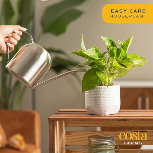 Live Pothos Plant Q55074