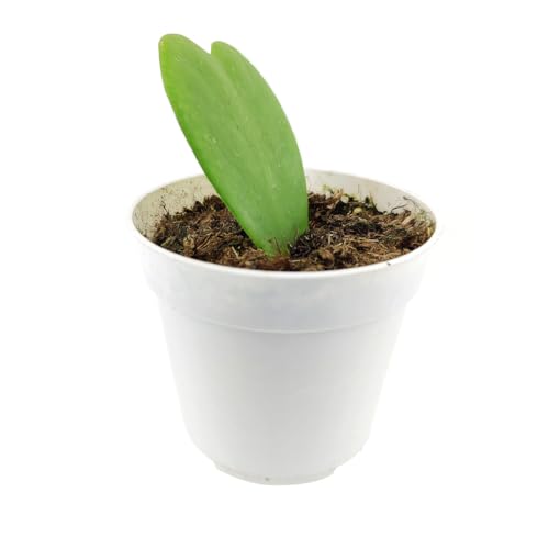 Hoya Kerrii Heart (4" Grower Pot) Heart Shaped Leaf Houseplant R155611