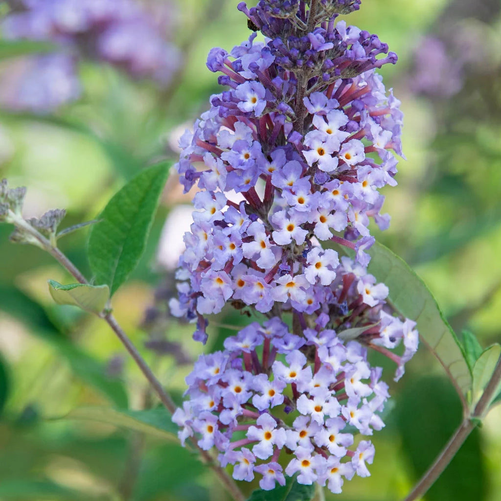 Butterfly Bush Deciduous Bare Root Perennial Plant (1-Pack) Q4336