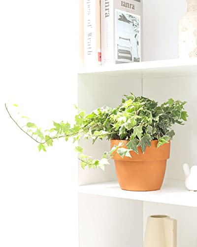 English Ivy (4" Pot) U8087