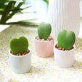 Hoya Kerrii Heart (4" Grower Pot) Heart Shaped Leaf Houseplant R155611