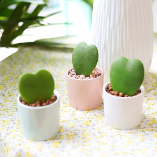 Hoya Kerrii Heart (4" Grower Pot) Heart Shaped Leaf Houseplant R155611