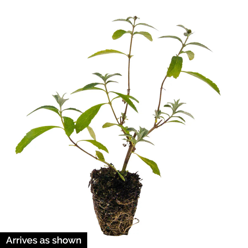 Butterfly Bush Deciduous Bare Root Perennial Plant (1-Pack) Q4336