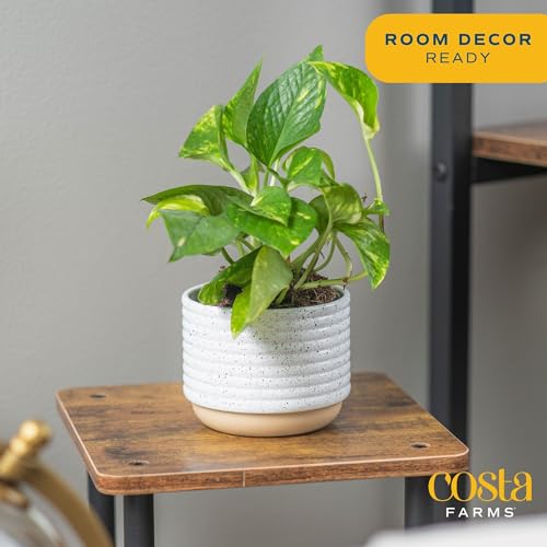 Live Pothos Plant Q55074