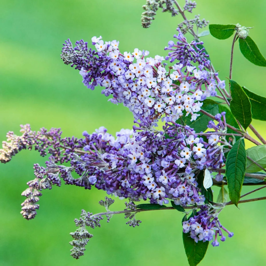 Butterfly Bush Deciduous Bare Root Perennial Plant (1-Pack) Q4336