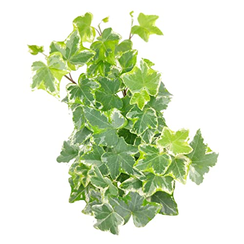 English Ivy (4" Pot) U8087
