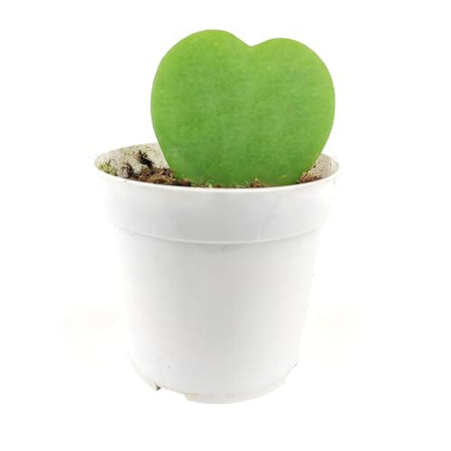 Hoya Kerrii Heart (4" Grower Pot) Heart Shaped Leaf Houseplant R155611