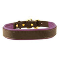 Large Padded Leather Dog Collar D60143