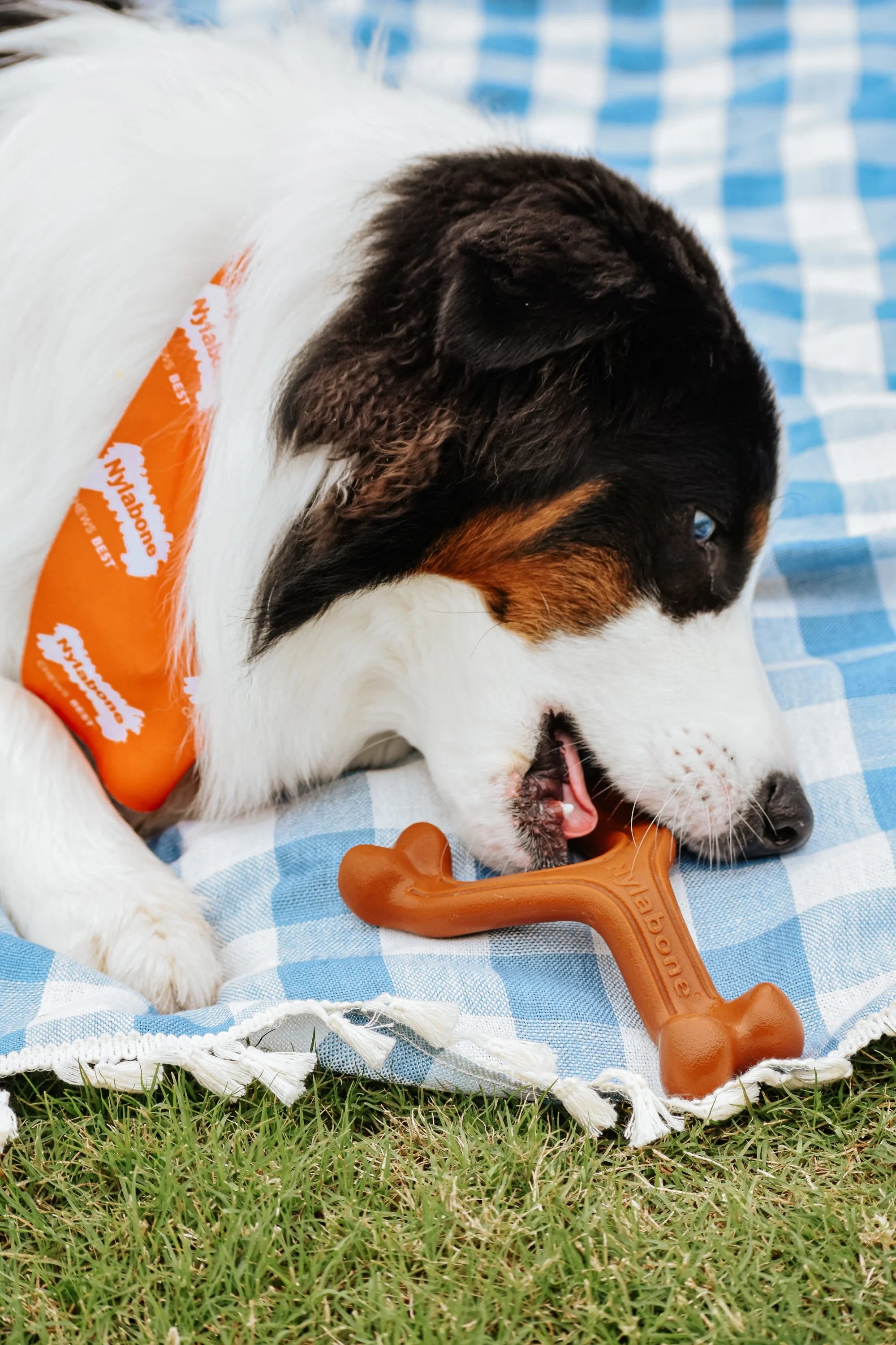 Ergonomic Power Chew Dog Toy T191